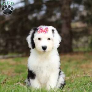 Sierra, Sheepadoodle Puppy